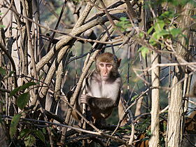 Macaque rhésus (Macaca mulatta)