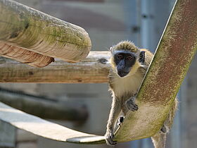 Green Monkey (Chlorocebus sabaeus)