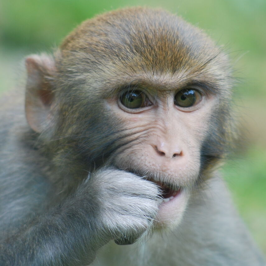 Rhesus Macaque (Macaca mulatta)