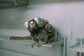 Common Marmosets (Callithrix jacchus) – twins