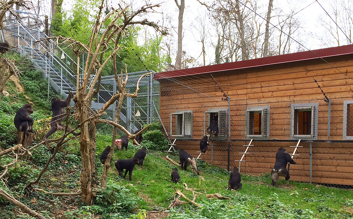 Tonkean Macaque enclosure