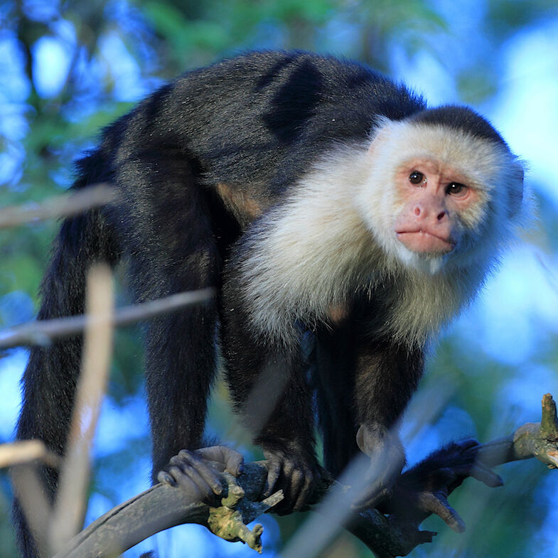 Capucin moine (Cebus capucinus)