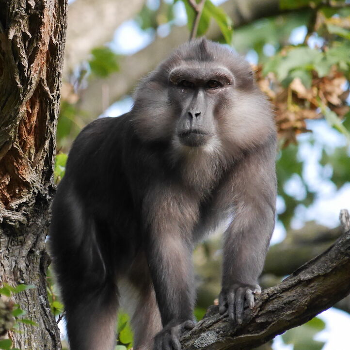 Tonkean Macaque