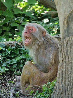 Macaque rhésus (Macaca mulatta)
