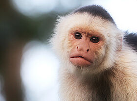 White-faced Capuchin (Cebus capucinus)