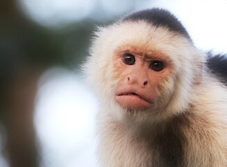 White-faced Capuchin (Cebus capucinus)