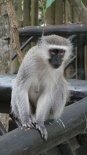 Green Monkey (Chlorocebus sabaeus)