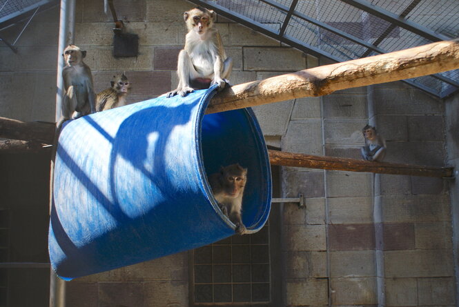 <strong>Examples of enclosure enrichment</strong> Examples of enclosure enrichment