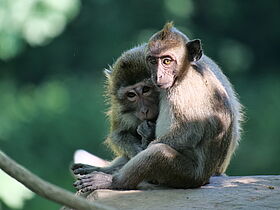 Macaques crabiers (Macaca fascicularis)