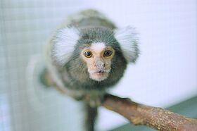 Common Marmoset (Callithrix jacchus)