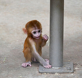 Macaque rhésus (Macaca mulatta) - bébé