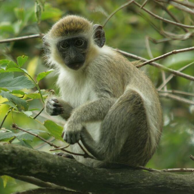 Green Monkey (Chlorocebus sabaeus)