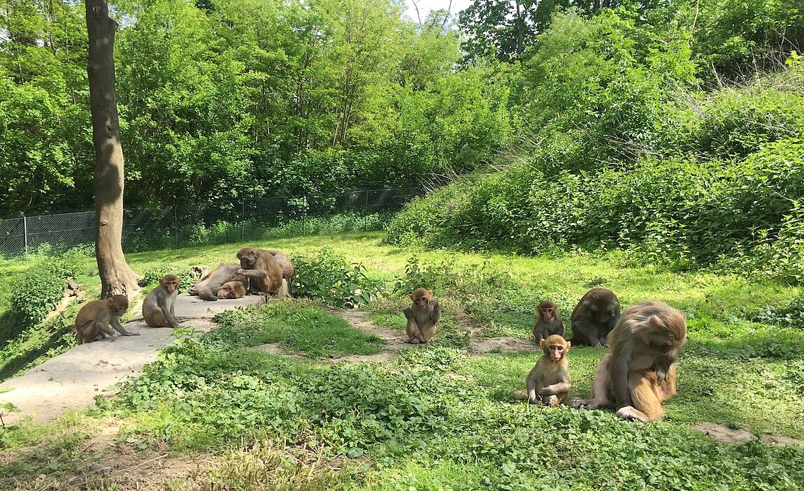 Group of animals in an enclosure