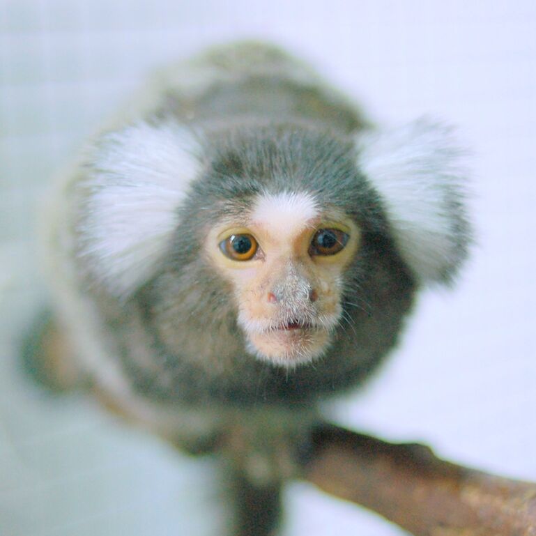 Common Marmoset (Callithrix jacchus)