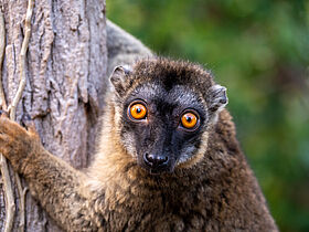 Common Brown Lemur (Eulemur fulvus fulvus)