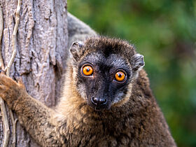 Lémur brun (Eulemur fulvus fulvus)