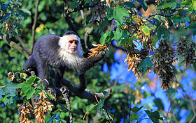 Capucin moine (Cebus capucinus)