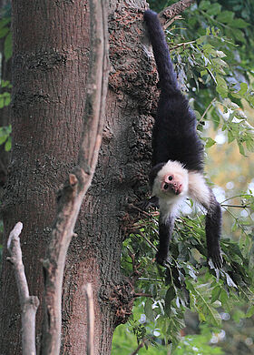 White-faced Capuchin (Cebus capucinus)