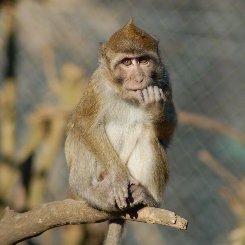 Crab-eating Macaque (Macaca fascicularis)