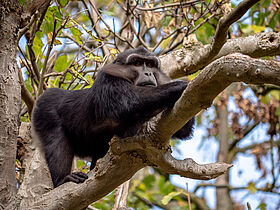 Macaque de Tonkean (Macaca tonkeana)