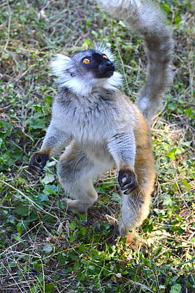 Lémur noir (Eulemur macaco macaco)