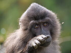 Tonkean Macaque (Macaca tonkeana)