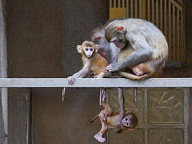 Macaques rhésus (Macaca mulatta) - jumeaux