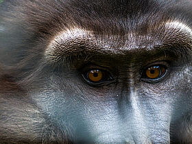 Tonkean Macaque (Macaca tonkeana)