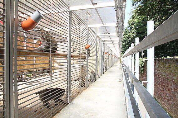 Animal housing with access to an outdoor enclosure