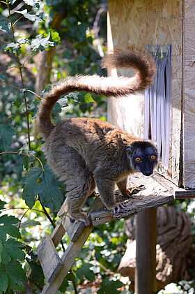 Common Brown Lemur (Eulemur fulvus fulvus)
