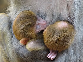 Macaques rhésus (Macaca mulatta) - jumeaux