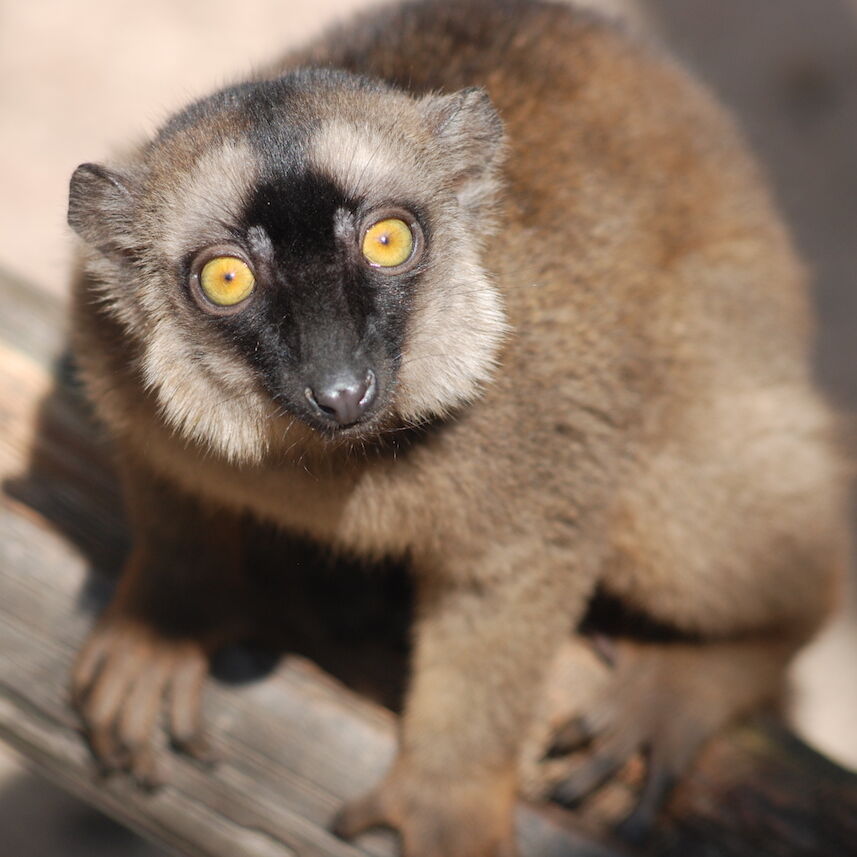 Common Brown Lemur (Eulemur fulvus fulvus)