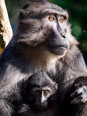 Macaques de Tonkean (Macaca tonkeana)