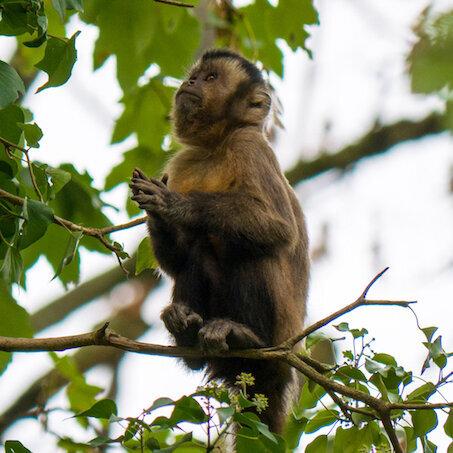 Tufted Capuchin ​​​​​​​(Sapajus apella)