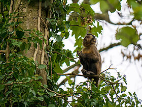 Capucin brun (Sapajus apella)