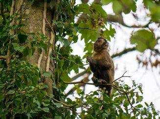 Tufted Capuchin (Sapajus apella)