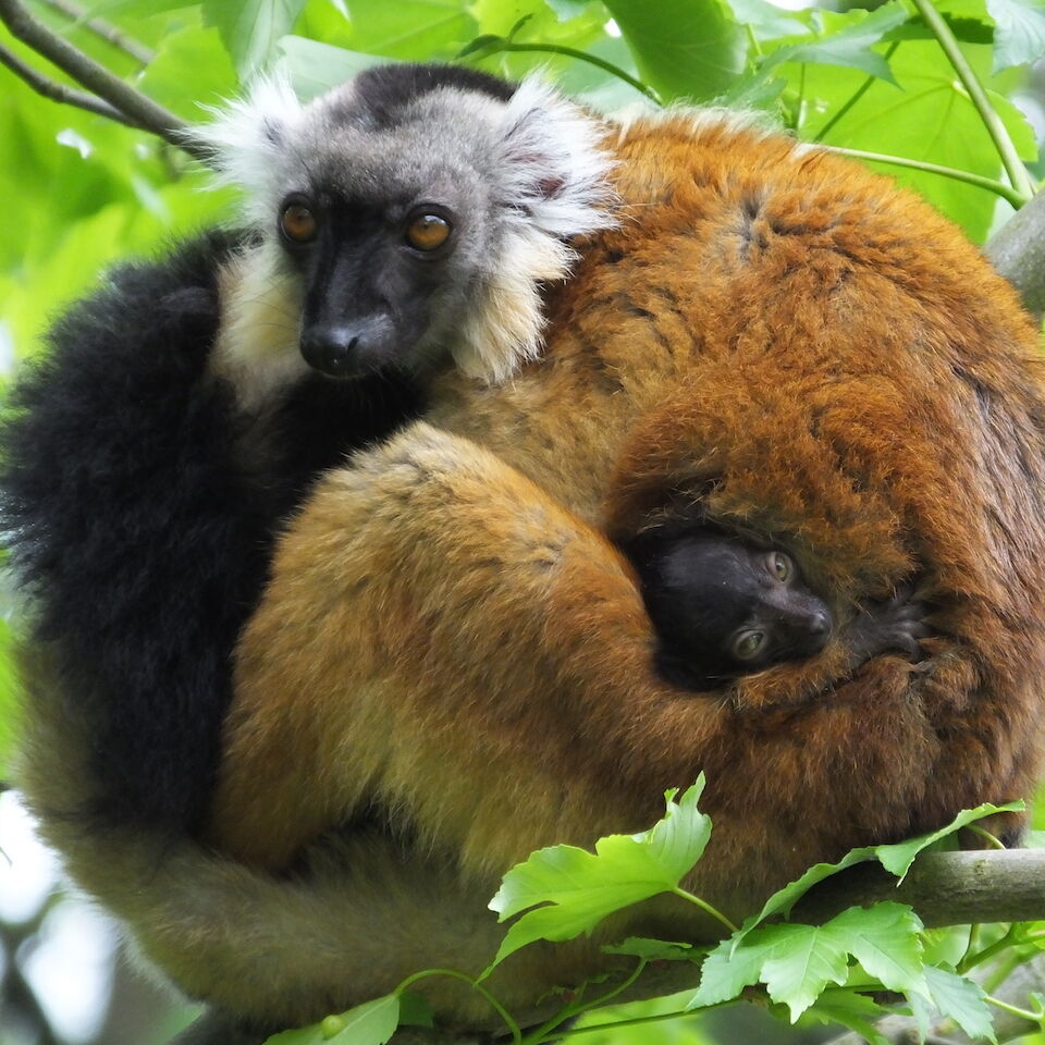 Black Lemur (Eulemur macaco macaco)