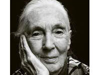 Jane Goodall, photo extraite de wikipedia