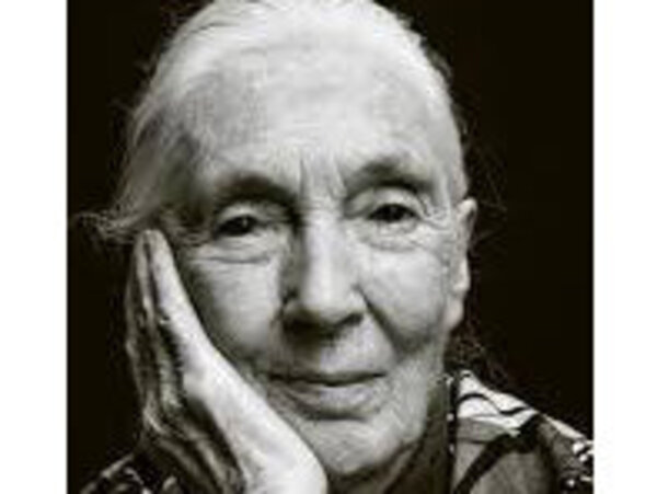 Jane Goodall, photo extraite de wikipedia