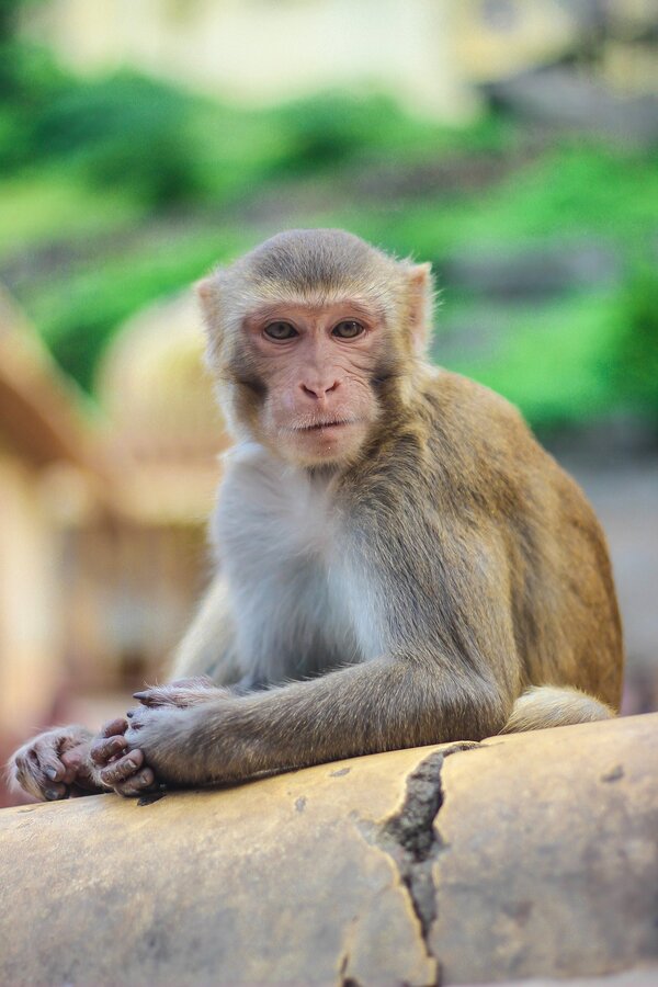 Illustration de Simian Laboratory Europe