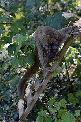 Common Brown Lemur (Eulemur fulvus fulvus)