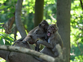 Macaques crabiers (Macaca fascicularis)