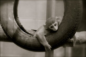 Rhesus Macaque (Macaca mulatta)